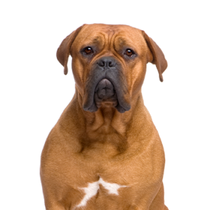 Dogue de Bordeaux