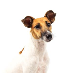 Smooth Fox Terrier