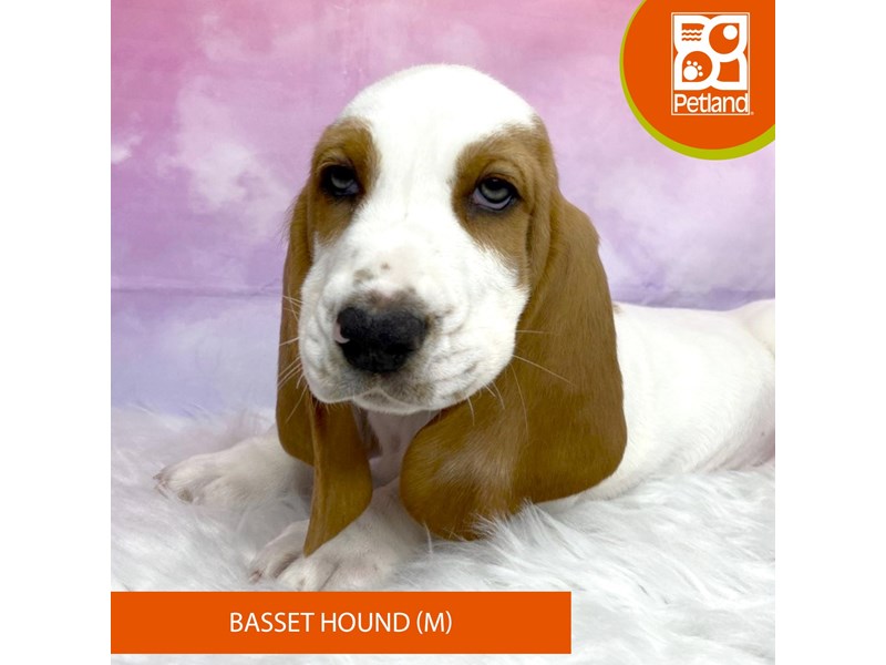 Basset Hound-Male-Lemon / White-4040622-Petland Lancaster Ohio