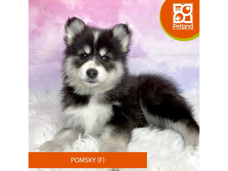 Pomsky-Female-Black / White-4071153-Petland Lancaster Ohio