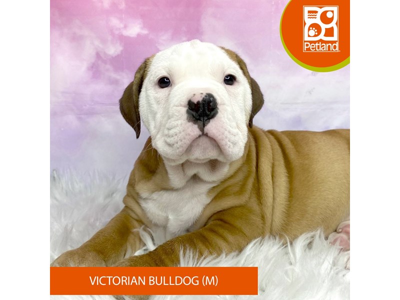Victorian Bulldog-Male-Fawn / White-4071160-Petland Lancaster Ohio