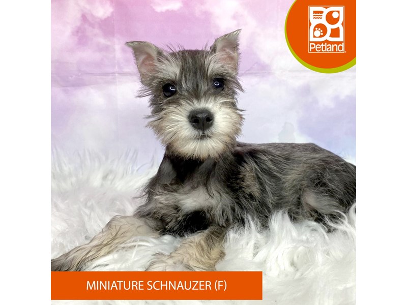 Miniature Schnauzer-Female-Salt / Pepper-4071155-Petland Lancaster Ohio