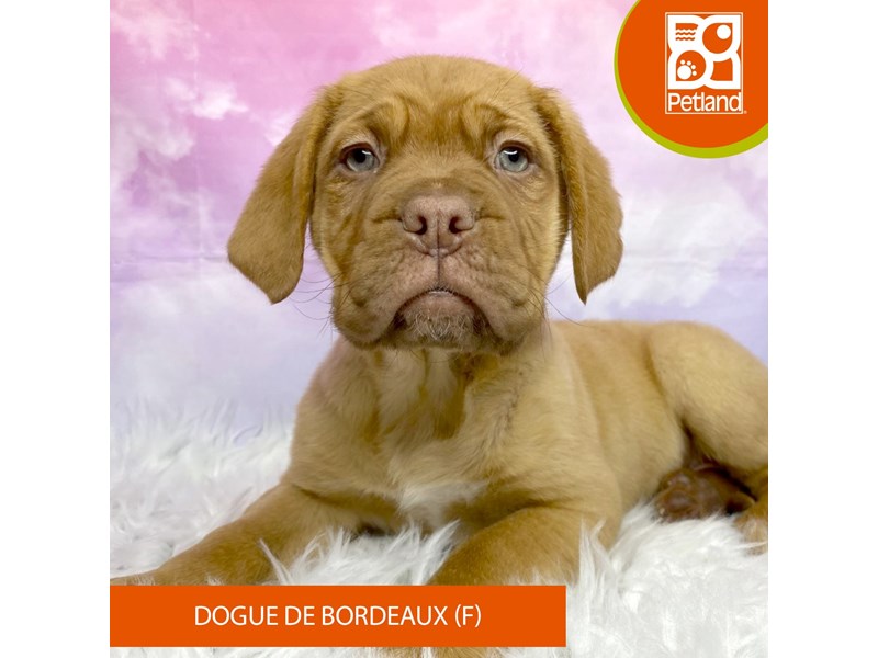 Dogue De Bordeaux-Female-Red-4071148-Petland Lancaster Ohio