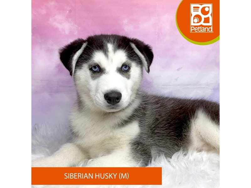 Siberian Husky-Male-Black / White-4071149-Petland Lancaster Ohio