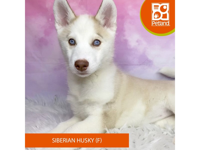 Siberian Husky-Female-Red / White-4071154-Petland Lancaster Ohio