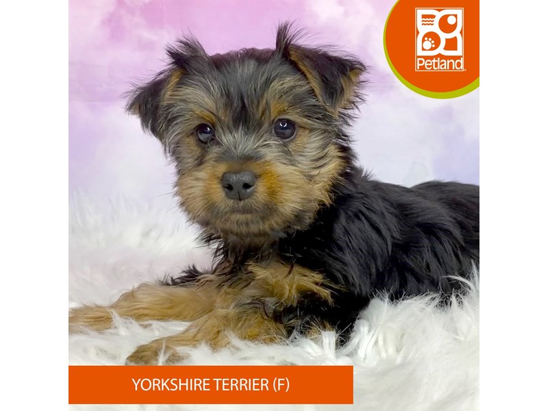 Yorkshire Terrier-Female-Black / Tan-4071152-Petland Lancaster Ohio