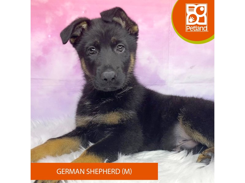 German Shepherd Dog-Male-Black / Tan-4080675-Petland Lancaster Ohio