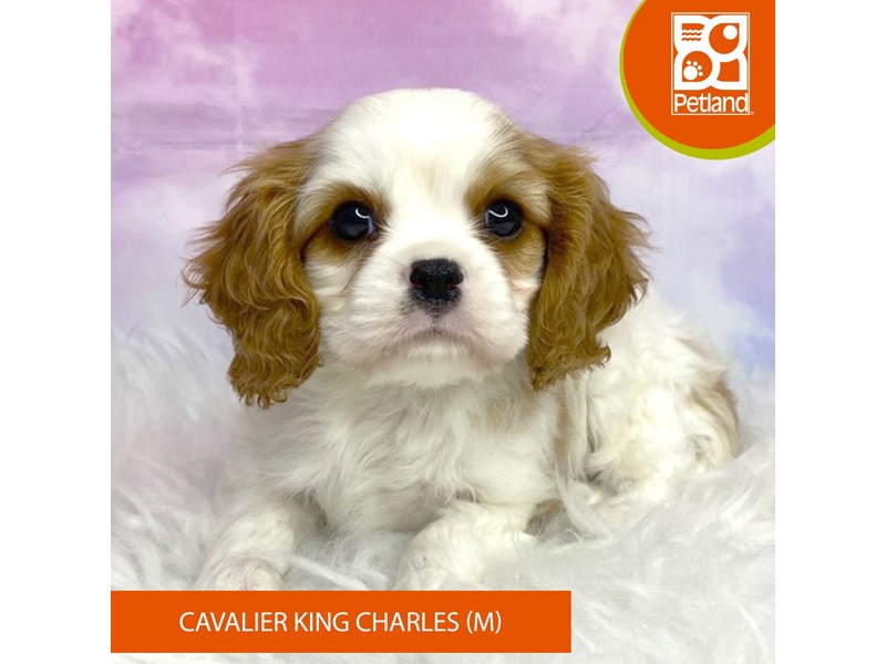 Cavalier King Charles Spaniel-Male-Blenheim-4080673-Petland Lancaster Ohio