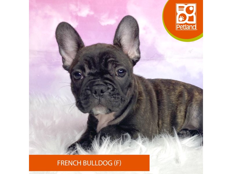 French Bulldog-Female-Brindle-4080670-Petland Lancaster Ohio