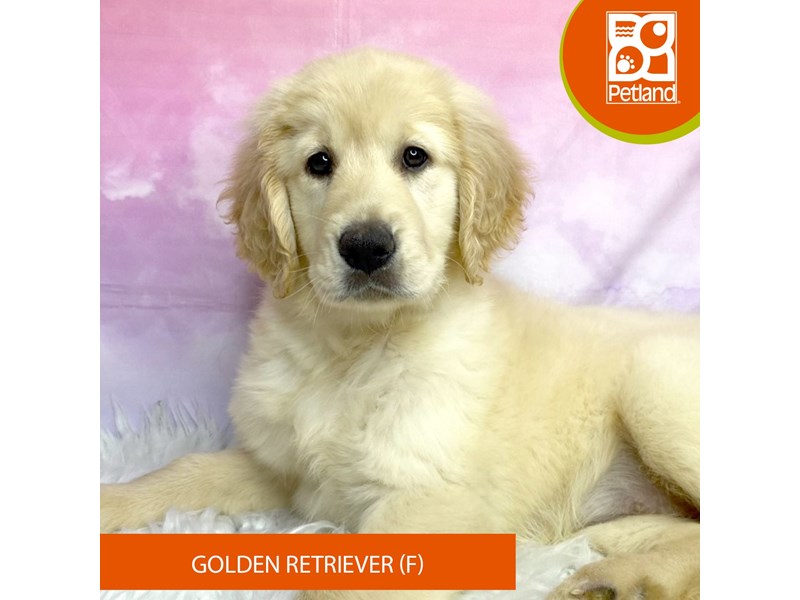 Golden Retriever-Female-Light Golden-4080679-Petland Lancaster Ohio