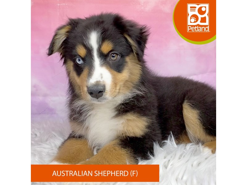 Australian Shepherd-Female-Black White / Tan-4100177-Petland Lancaster Ohio