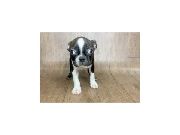 Boston Terrier DOG Female BLK WHT 1119 Petland Lancaster, Ohio