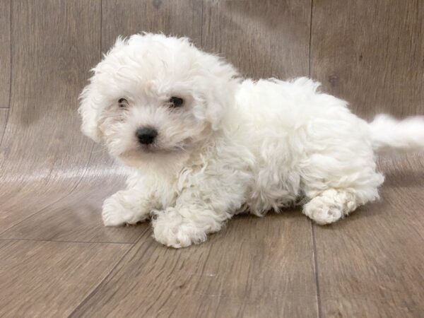 Bichon Frise DOG Male White 1117 Petland Lancaster, Ohio