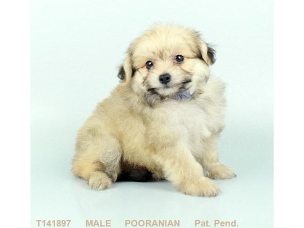 Pooranian DOG Male CR:SBL 1127 Petland Lancaster