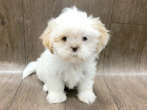 Shih Tzu-DOG-Female-GLD & WH-1128-Petland Lancaster, Ohio