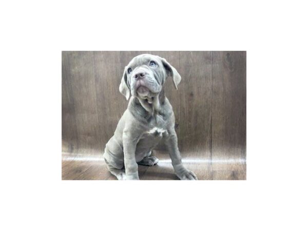 Neapolitan Mastiff-DOG-Female-TWNY-1134-Petland Lancaster, Ohio