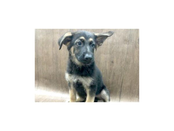 German Shepherd DOG Male Black and Tan 1136 Petland Lancaster, Ohio