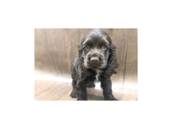 Cocker Spaniel DOG Male CHOC 1138 Petland Lancaster, Ohio