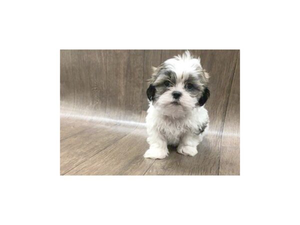 Shih Tzu DOG Male BROWN WHITE 1139 Petland Lancaster, Ohio