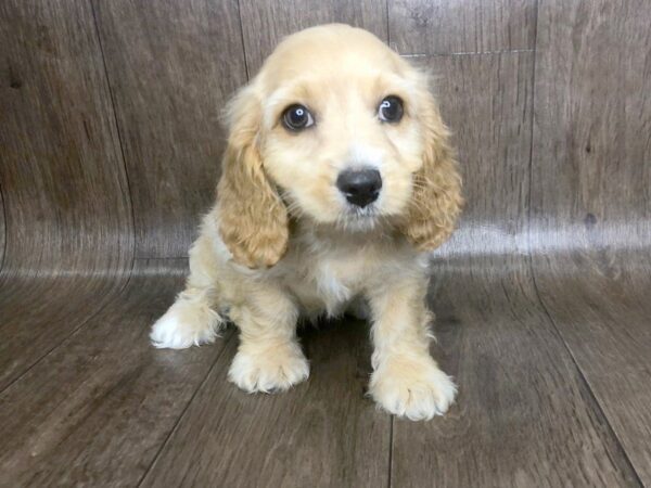 Cavachon-DOG-Male-RED-1143-Petland Lancaster, Ohio