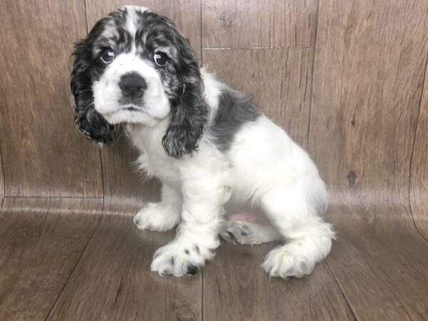 Cocker Spaniel DOG Male BLUE MERLE 1147 Petland Lancaster, Ohio