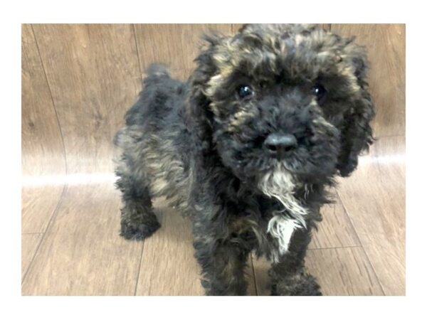 Bichon Poo DOG Female BRINDLE 1142 Petland Lancaster