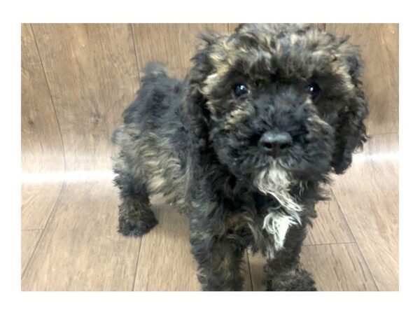 Bichon Poo DOG Female BRINDLE 1142 Petland Lancaster, Ohio