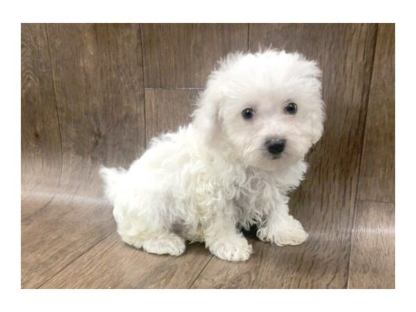 Havachon-DOG-Male-CREAM WHITE-1146-Petland Lancaster, Ohio