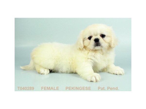 Pekingese DOG Female CR 1153 Petland Lancaster, Ohio