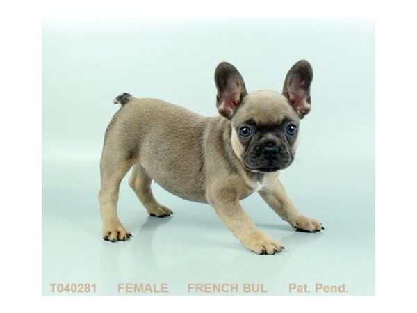 French Bulldog DOG Female FN 1154 Petland Lancaster, Ohio