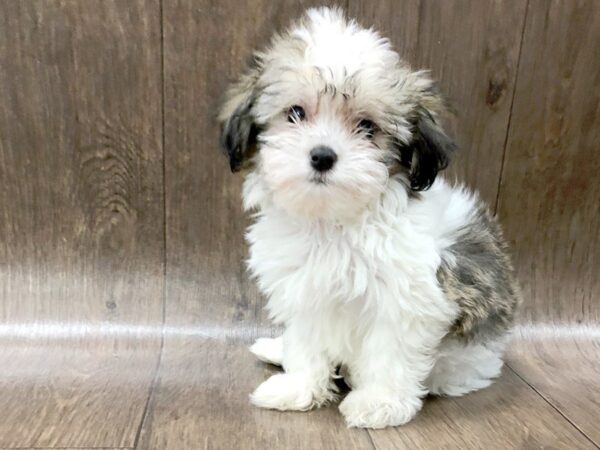 Hava Poo DOG Female BROWN WHITE 1158 Petland Lancaster, Ohio