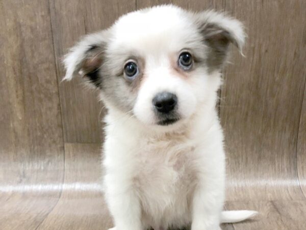 Aussimo DOG Male BLUE MERLE 1162 Petland Lancaster, Ohio