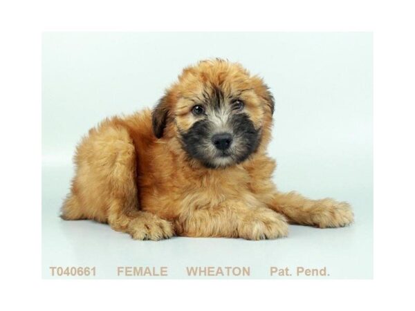 Soft Coated Wheaten DOG Female WHTN 1163 Petland Lancaster, Ohio