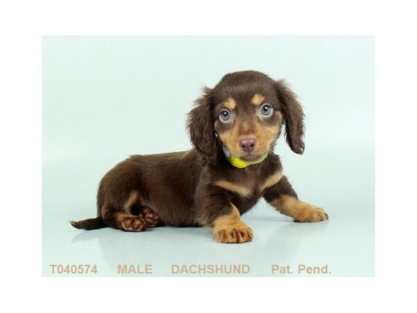 Dachshund DOG Male CHLT & TN 1164 Petland Lancaster, Ohio