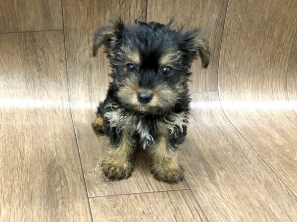 Yorkie Chon DOG Male blk tan 1172 Petland Lancaster, Ohio