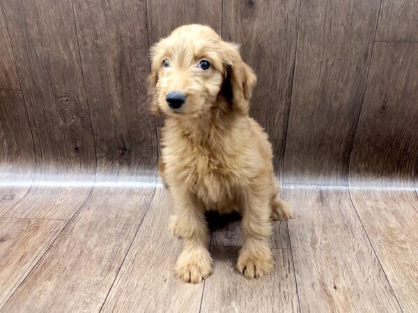 Goldendoodle DOG Female RD 1165 Petland Lancaster, Ohio