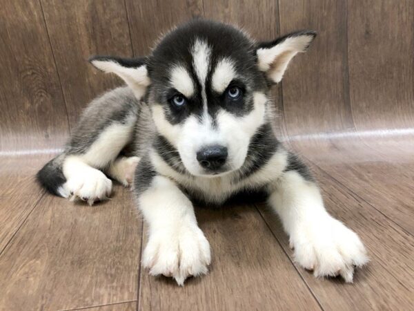 Siberian Husky DOG Male BLack & White 1166 Petland Lancaster, Ohio