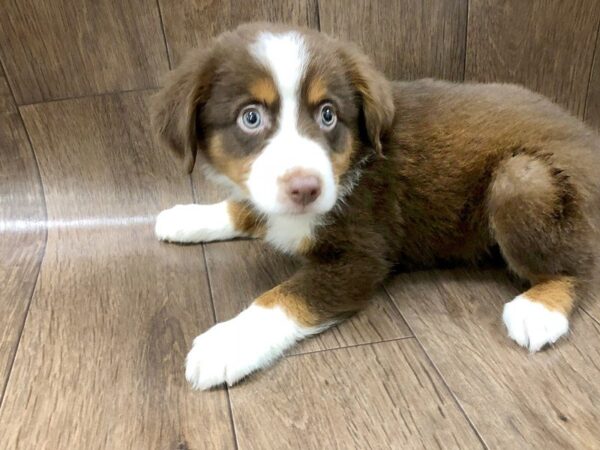 Mini Aussie DOG Male RED TRI 1169 Petland Lancaster