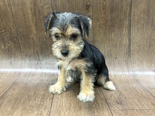 Morkie DOG Female BLK TAN 1171 Petland Lancaster