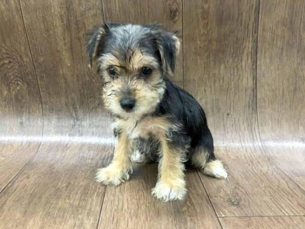 Morkie DOG Female BLK TAN 1171 Petland Lancaster, Ohio