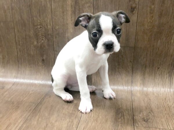 Boston Terrier DOG Male Brindle White 1160 Petland Lancaster, Ohio