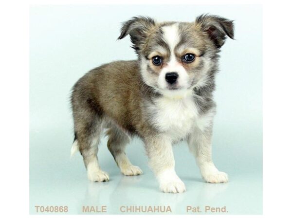 Chihuahua DOG Male BLK SBL FN:WH MKGS 1173 Petland Lancaster, Ohio