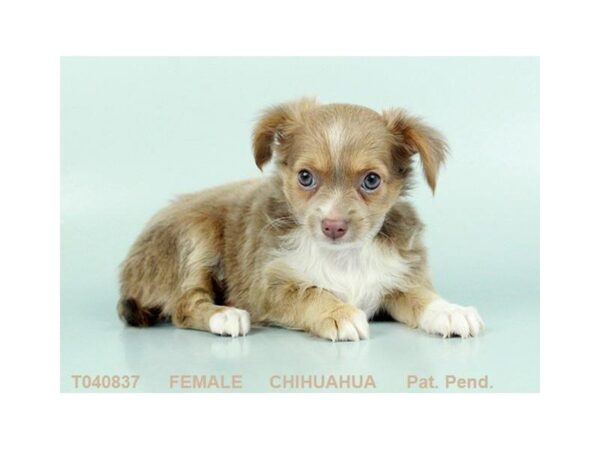 Chihuahua-DOG-Female-BL FN:WH MKGS-1174-Petland Lancaster, Ohio