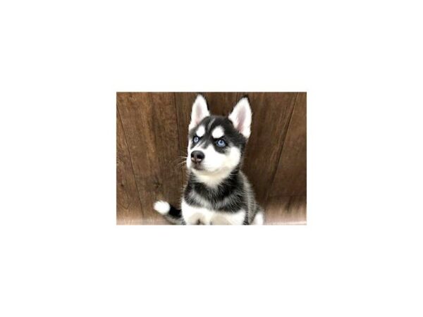 Siberian Husky DOG Female 1175 Petland Lancaster, Ohio