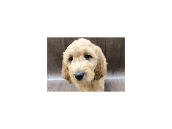 Goldendoodle DOG Female Dark Red 1176 Petland Lancaster