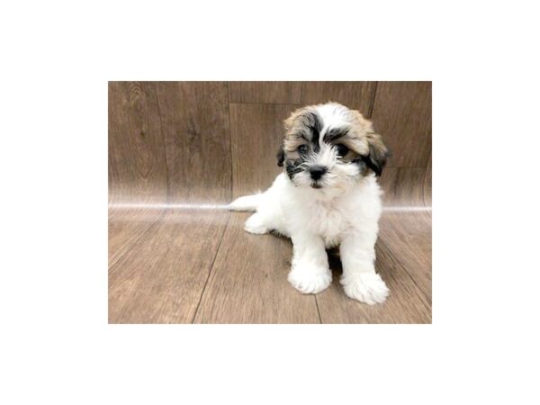 Teddy DOG Female brown white 1178 Petland Lancaster