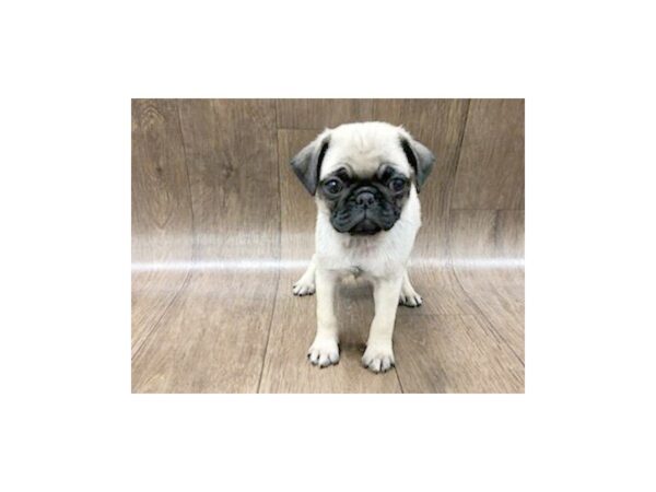 Pug-DOG-Female-FAWN-1179-Petland Lancaster, Ohio