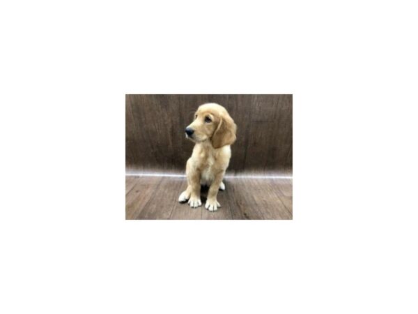 Golden Retriever DOG Female Golden 1167 Petland Lancaster, Ohio