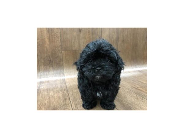 Shih Poo-DOG-Female-BLK-1170-Petland Lancaster, Ohio