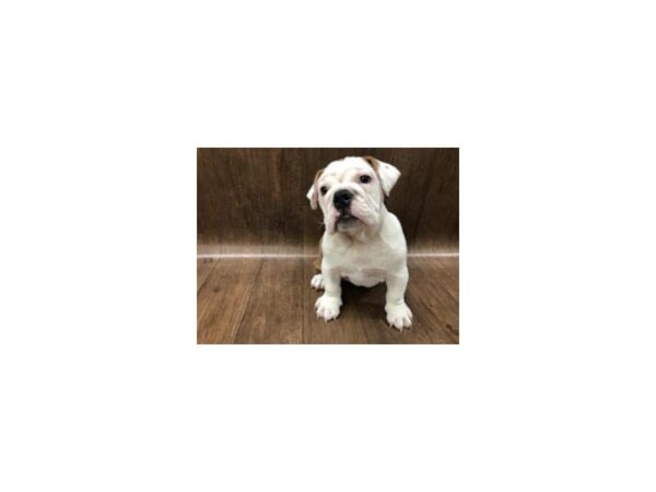 Mini Bulldog DOG Female Brindle/White 1141 Petland Lancaster